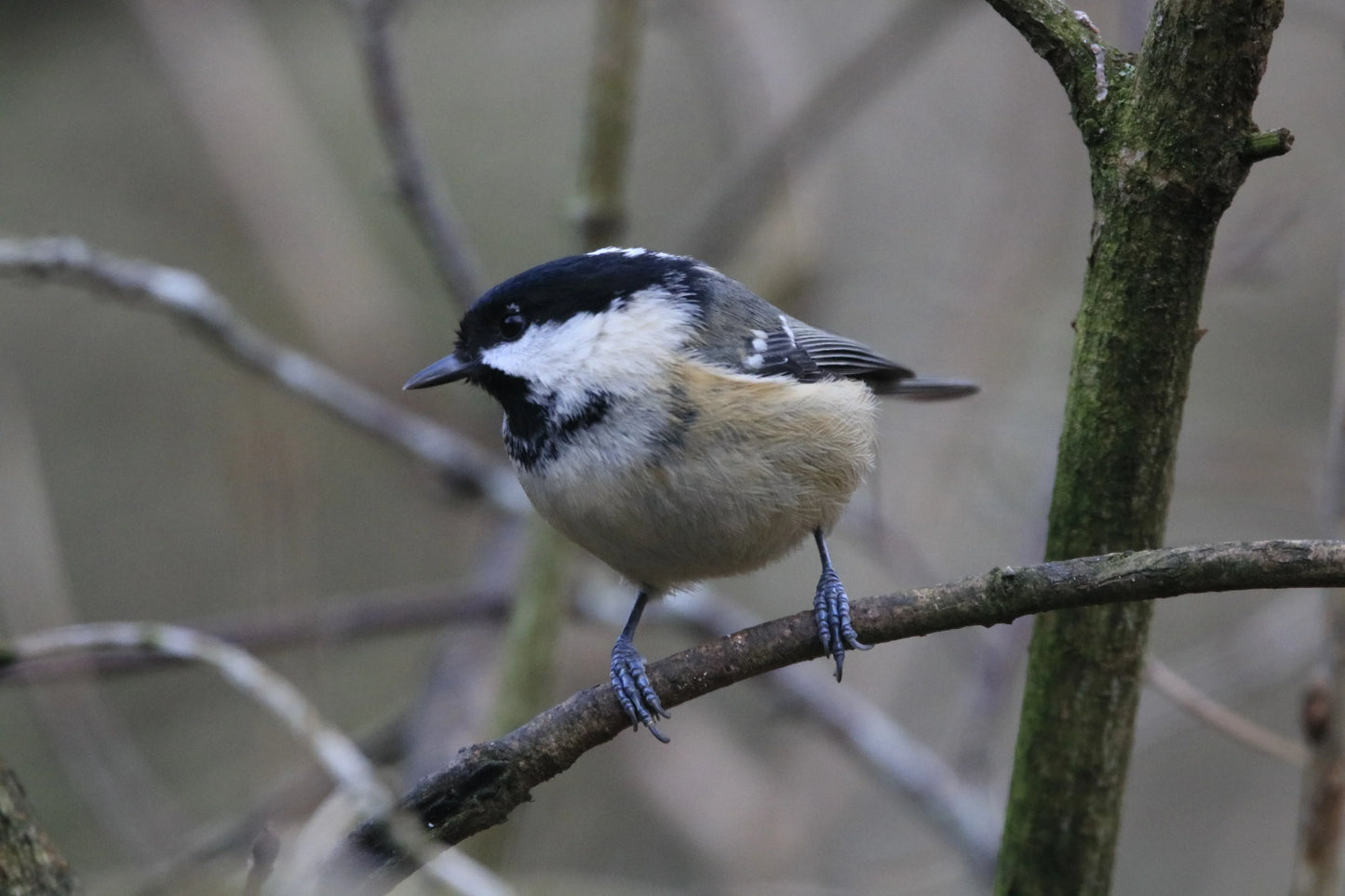 Coal tit bird perched on a thin tree branch in natural woodland setting