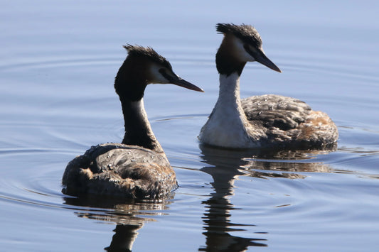 Two great crested grebes with wet feathers swimming close together on calm water