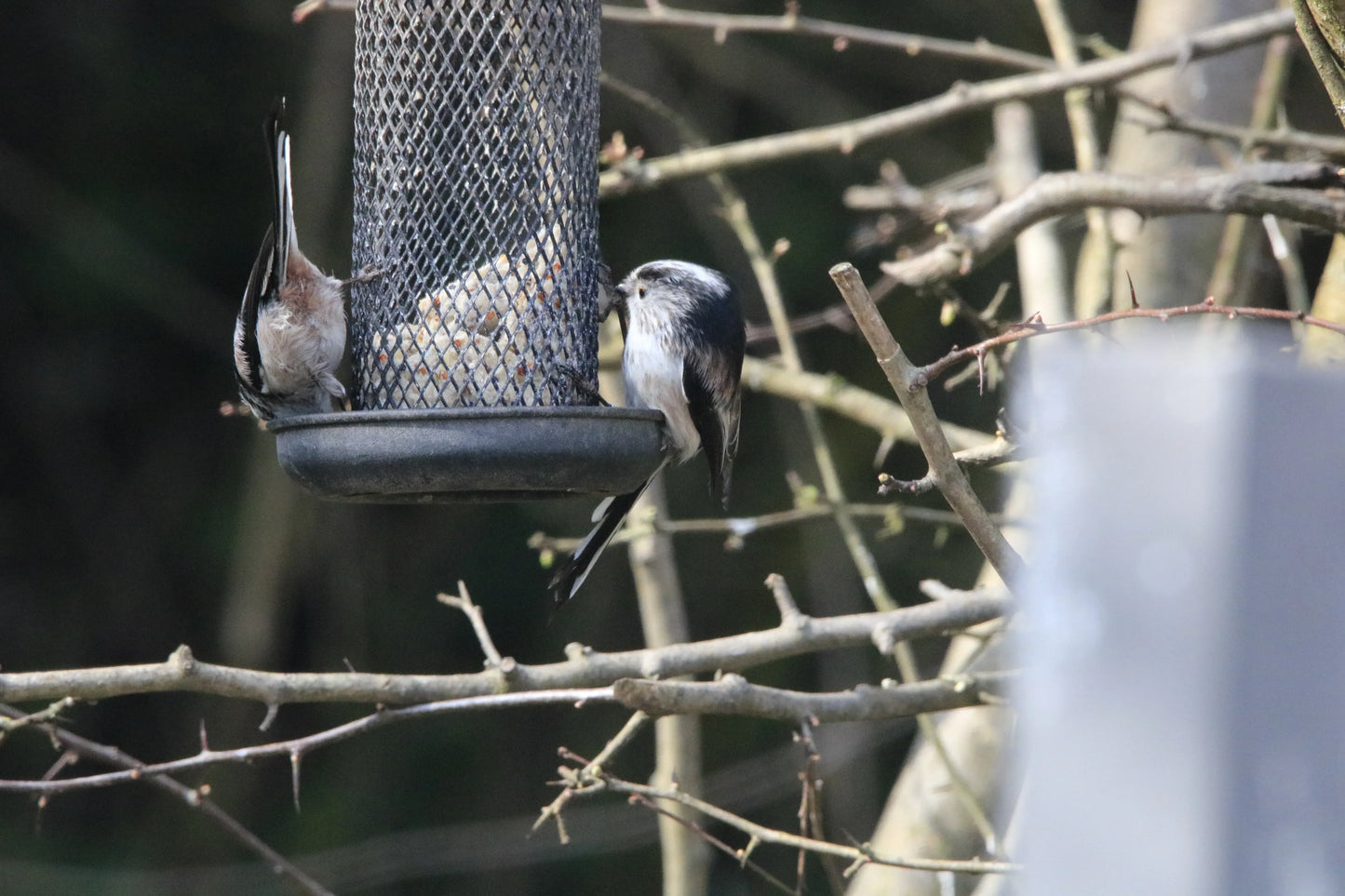 Two long-tailed tits feeding on a mesh bird feeder hanging among tree branches