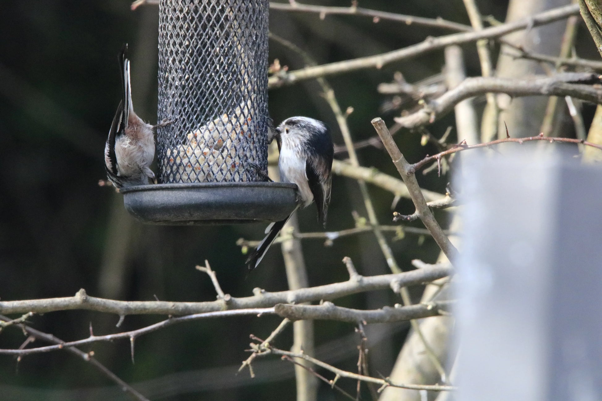 Two long-tailed tits feeding on a mesh bird feeder hanging among tree branches