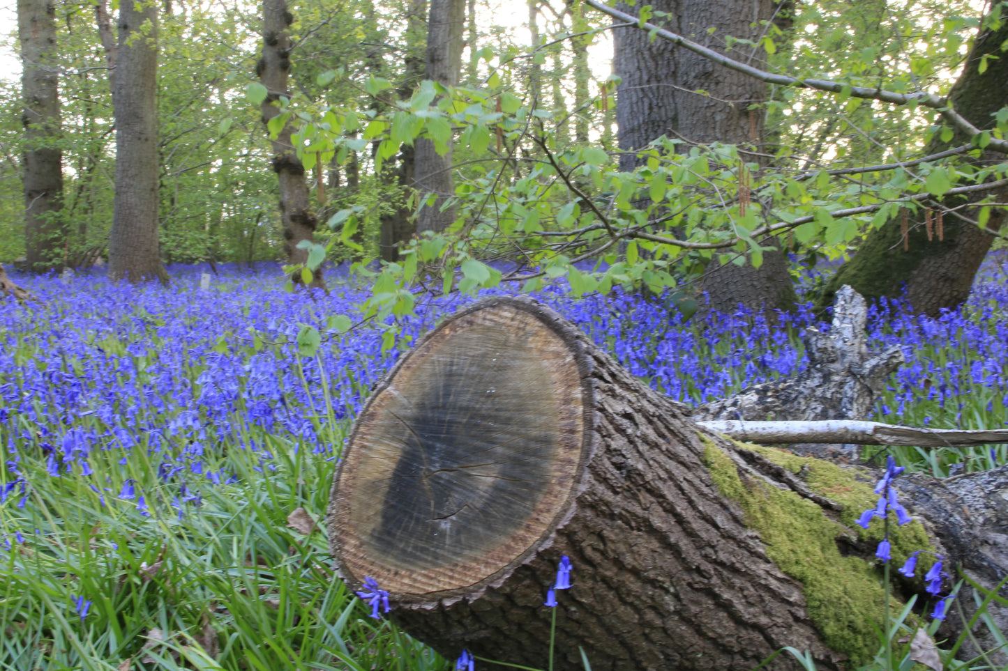 Cut tree trunk covered in moss surrounded by dense bluebell flowers in a green woodland