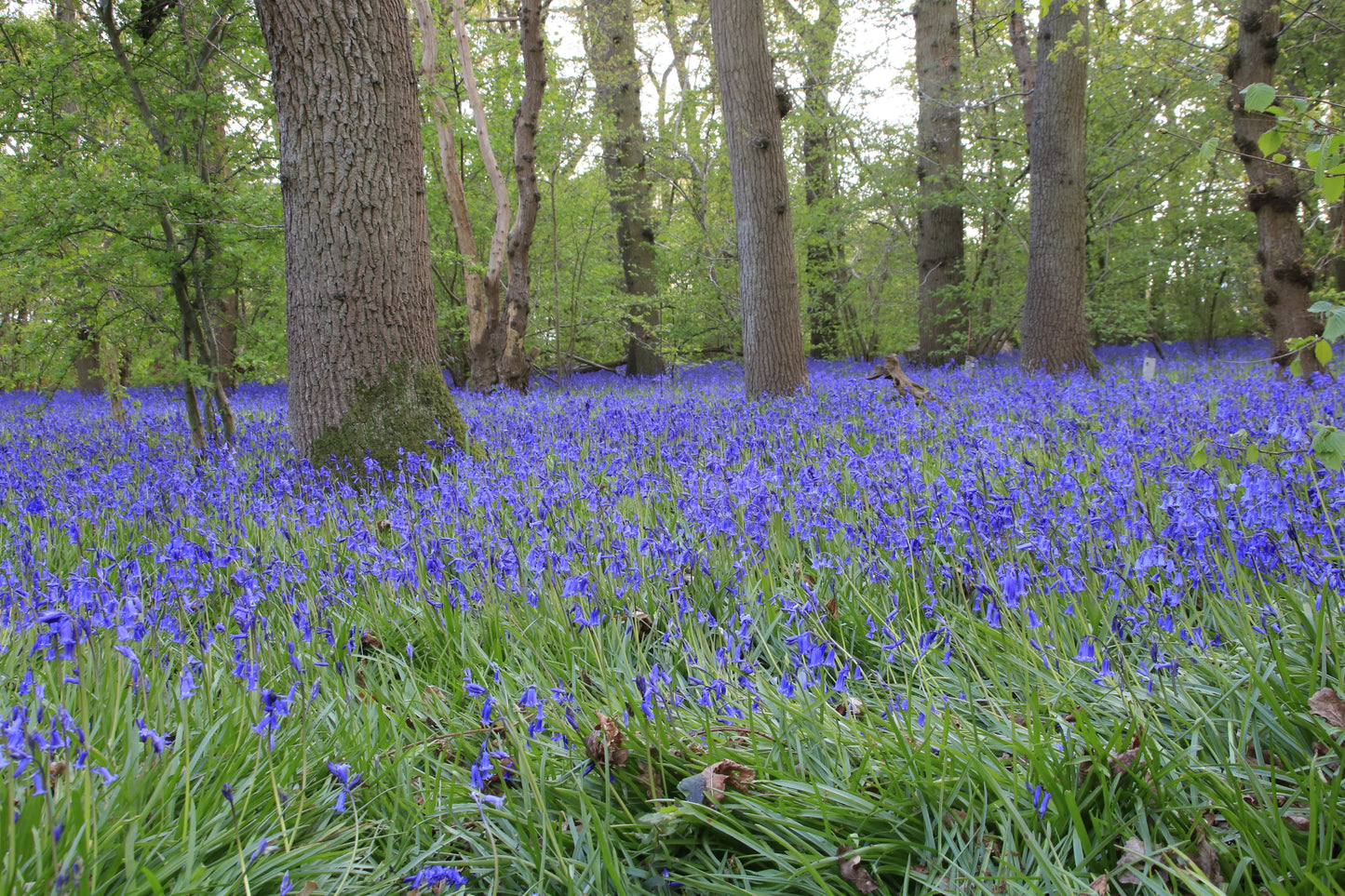 Bluebell flowers blooming densely on forest floor under tall trees in spring woodland