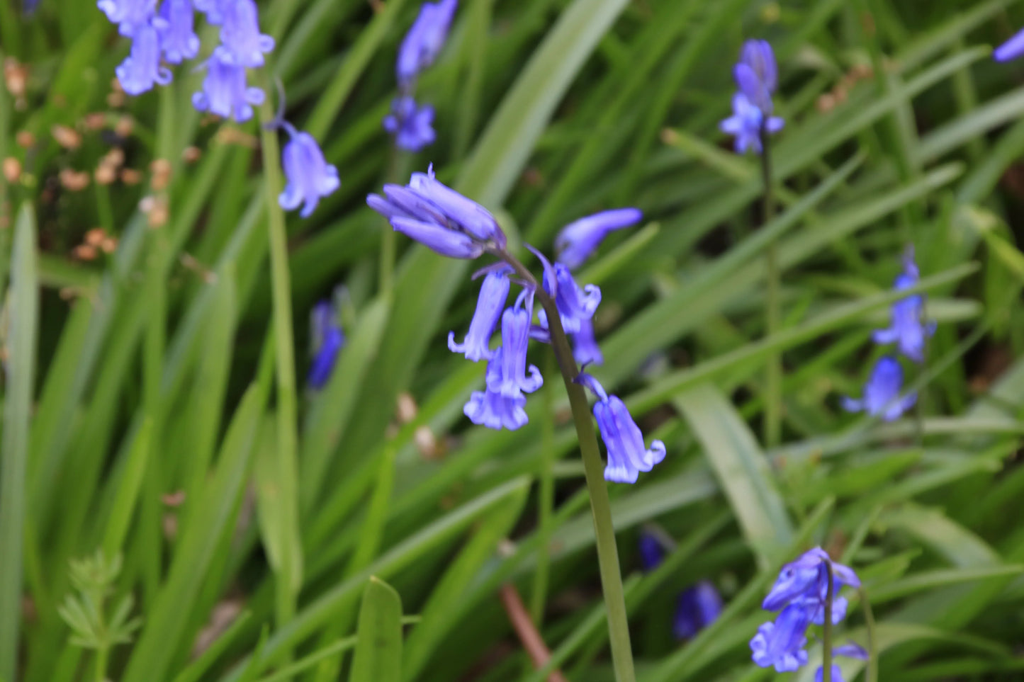 Close-up of bluebell flowers with green leaves in a natural garden setting