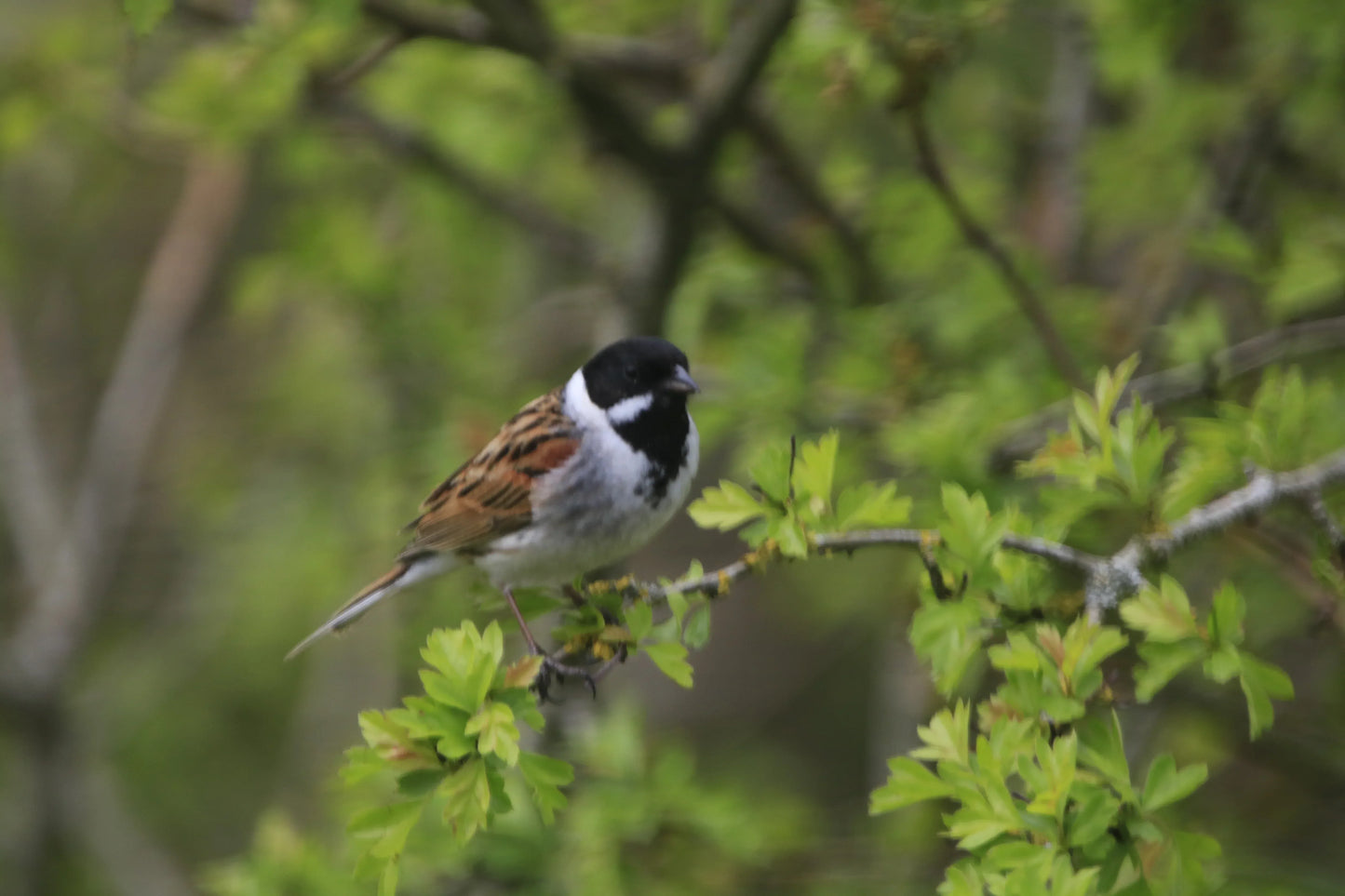 Small bird with black head and brown wings perched on leafy green tree branch