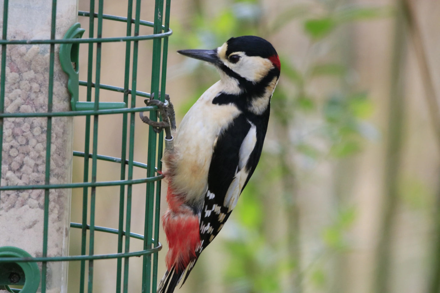 Great spotted woodpecker perched on a green metal bird feeder with blurred natural background