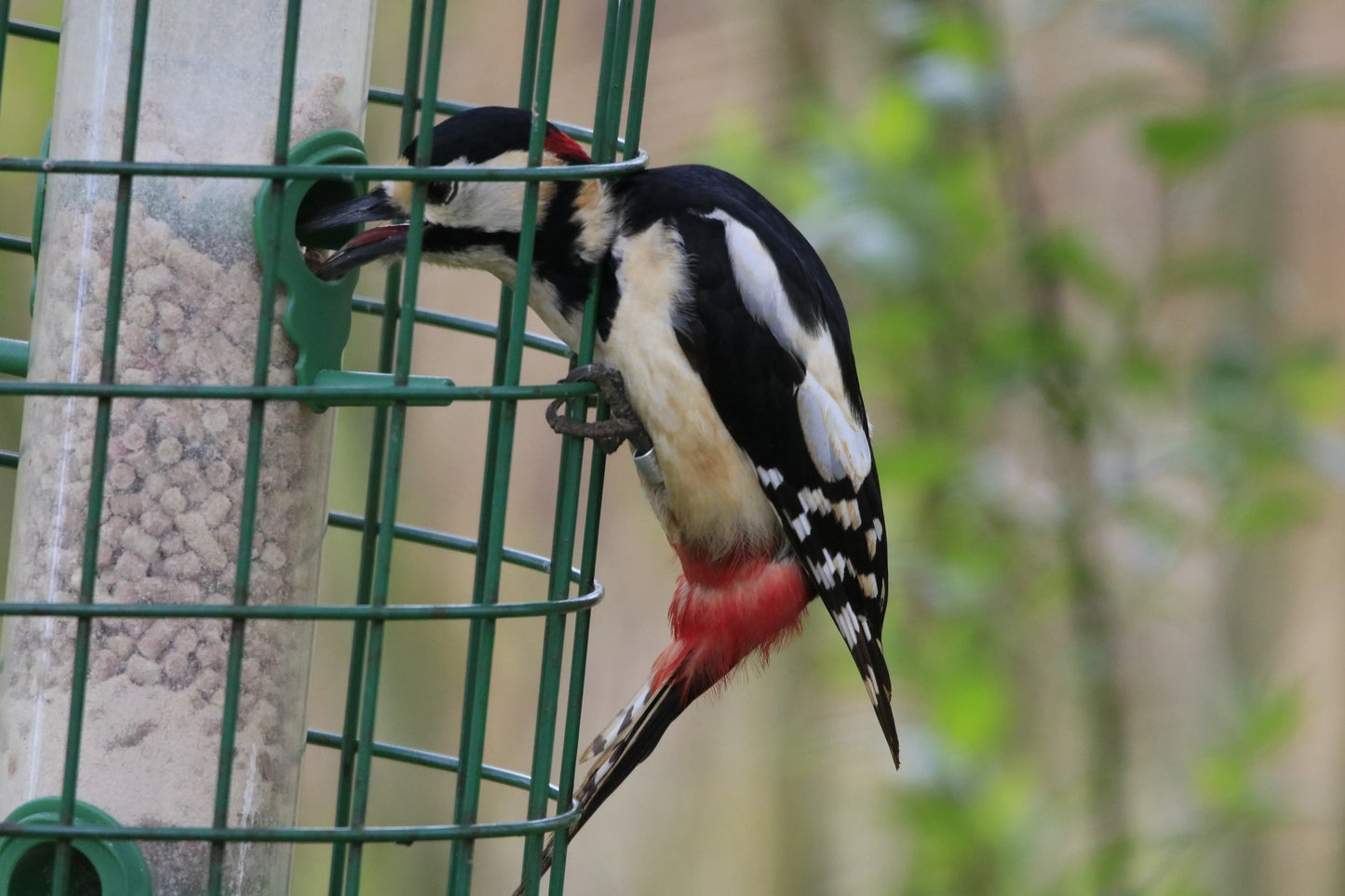 Great spotted woodpecker pecking bird feeder with green cage outdoors
