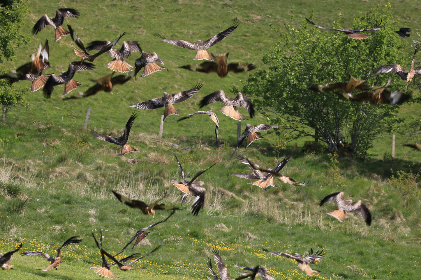 Flock of red kites flying over green field with wildflowers and trees in the background