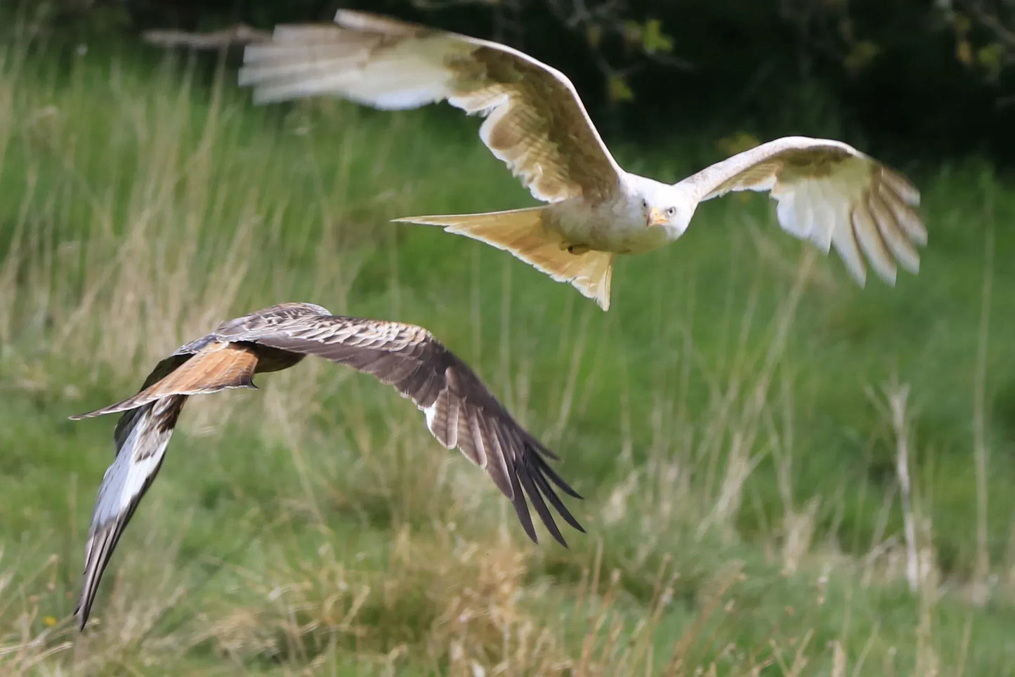 Two birds of prey in mid-flight over grassland, showcasing British wildlife photography