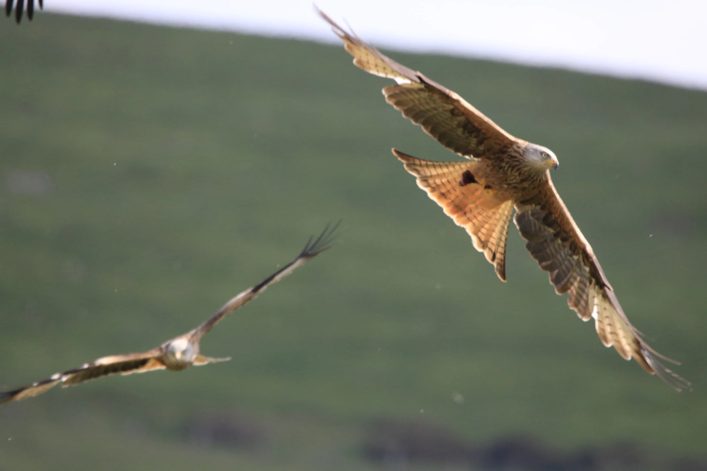 Red kites soaring over green hillside with outstretched wings in natural landscape