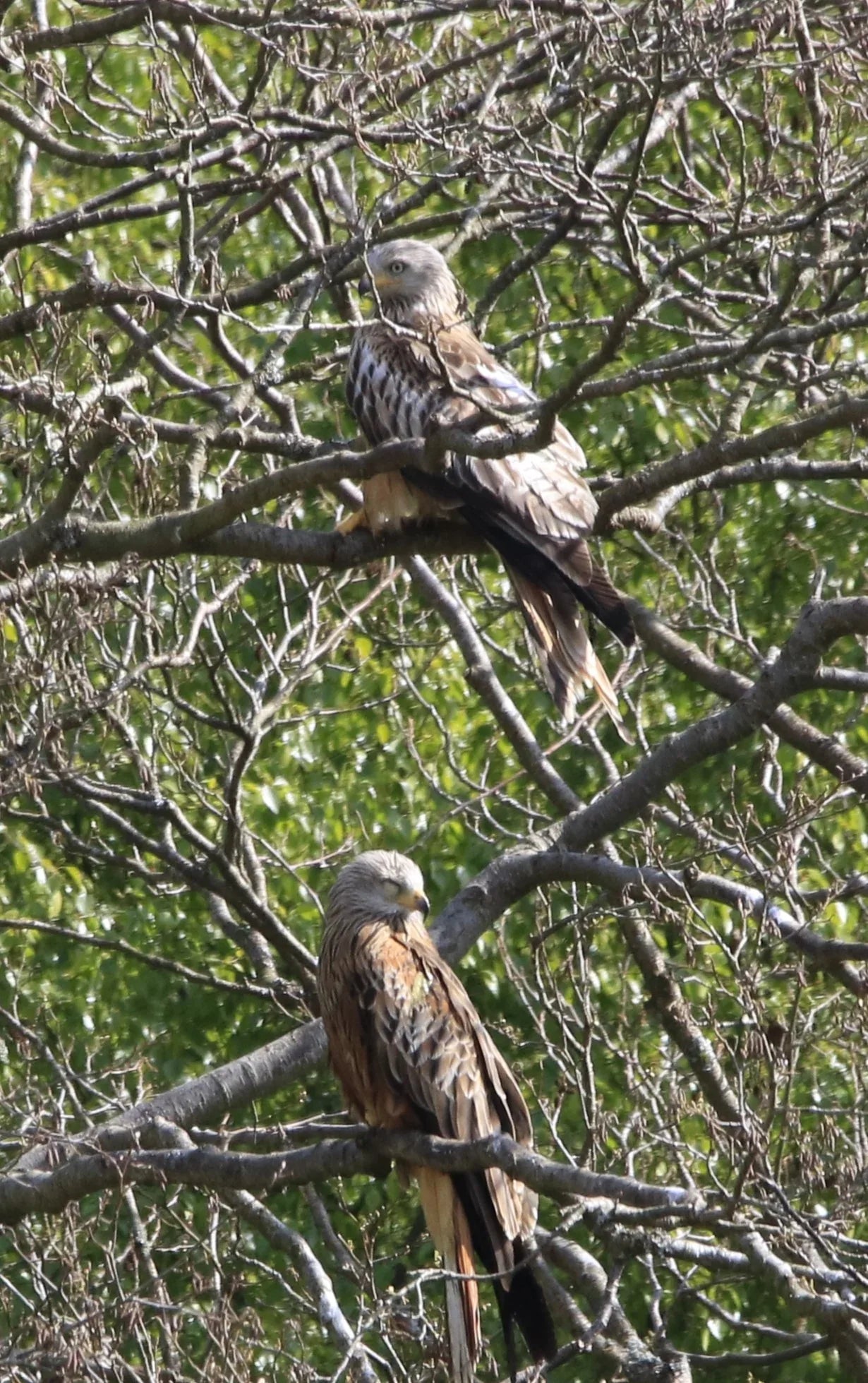 Two red kites perched on branches of a leafless tree against green foliage background
