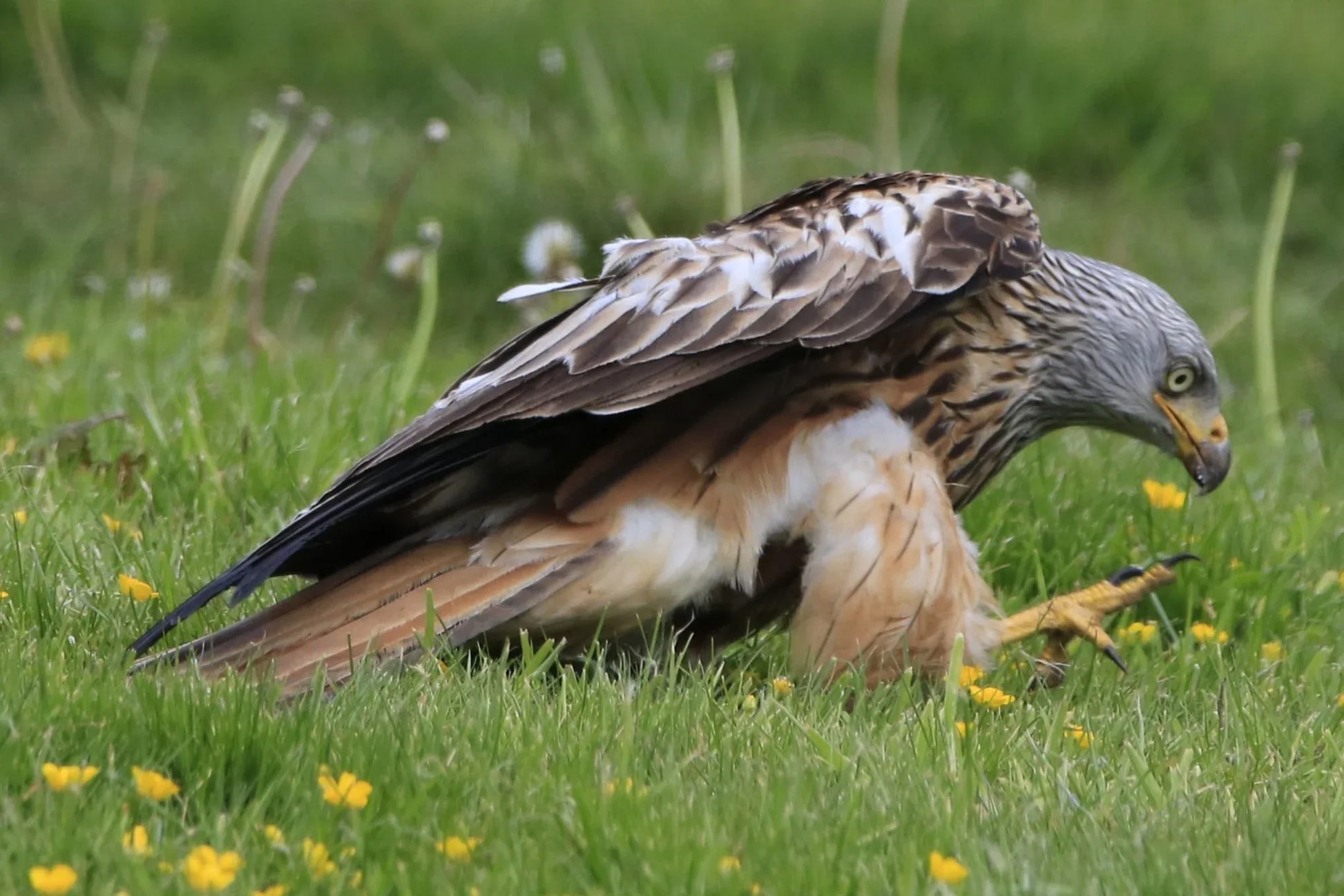 Red kite bird with outstretched wings standing on green grass with yellow flowers