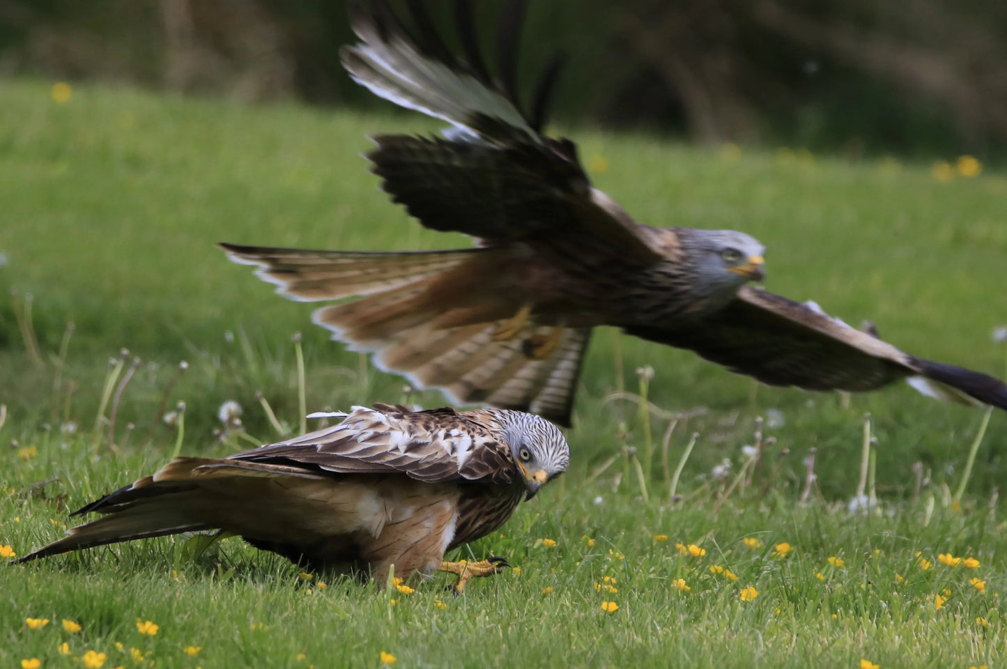 Two red kites in grassy field with yellow flowers, one perched and one in flight