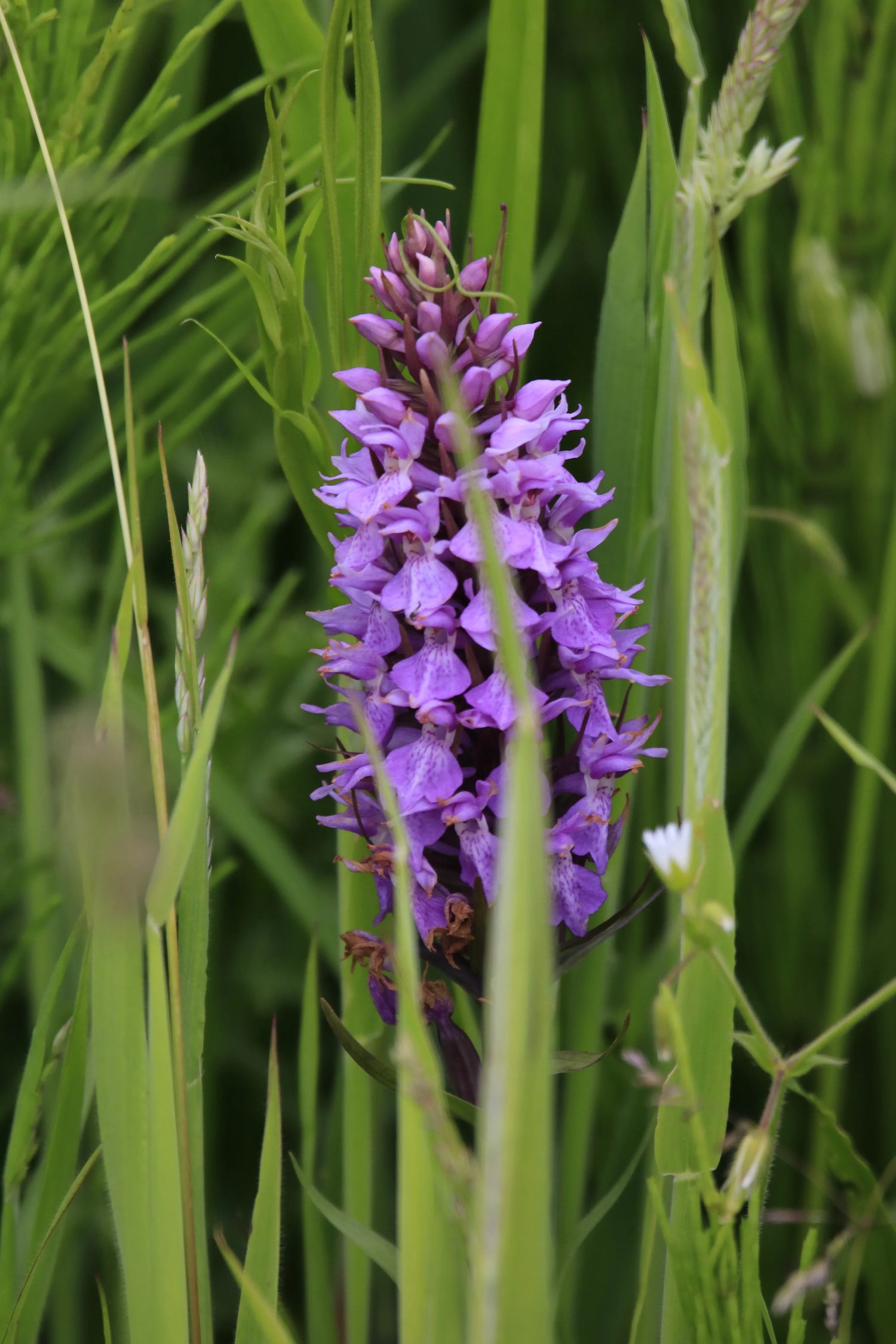 Close-up of a purple wild orchid flower surrounded by green grass in a natural meadow