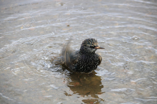 Wildlife in Northumberland Photography Prints