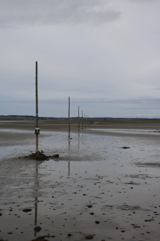Pilgrim Way posts marking Northumberland tidal path across Lindisfarne mudflats under overcast sky