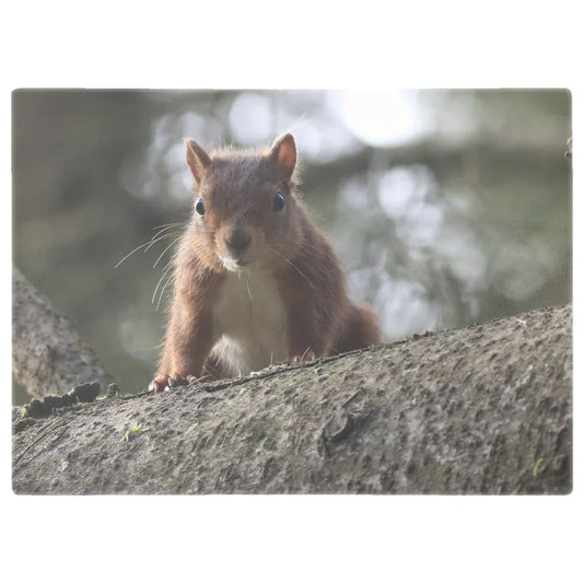 Close-up of a red squirrel on a tree branch in a natural UK woodland setting