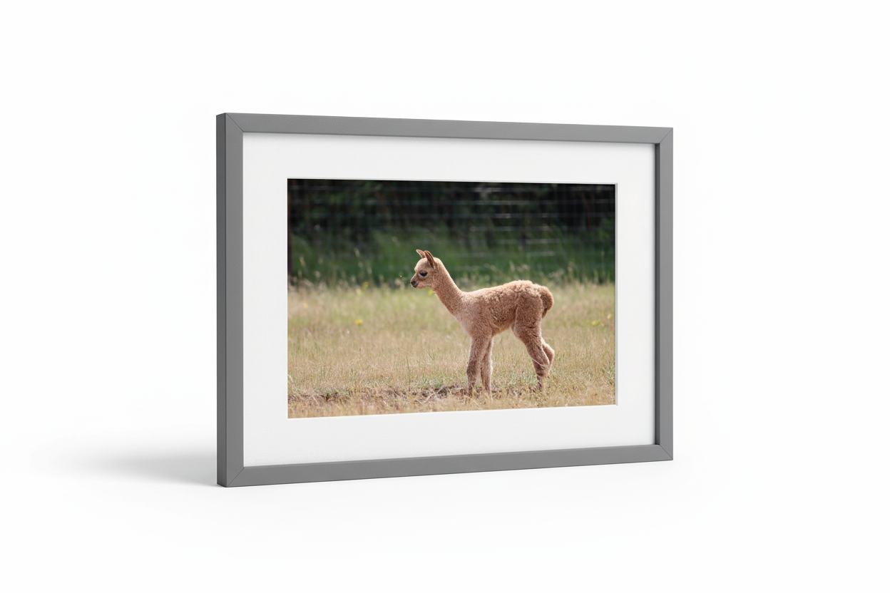 Alpacas at Wolfridge Farm Thornbury South Gloucestershire UK