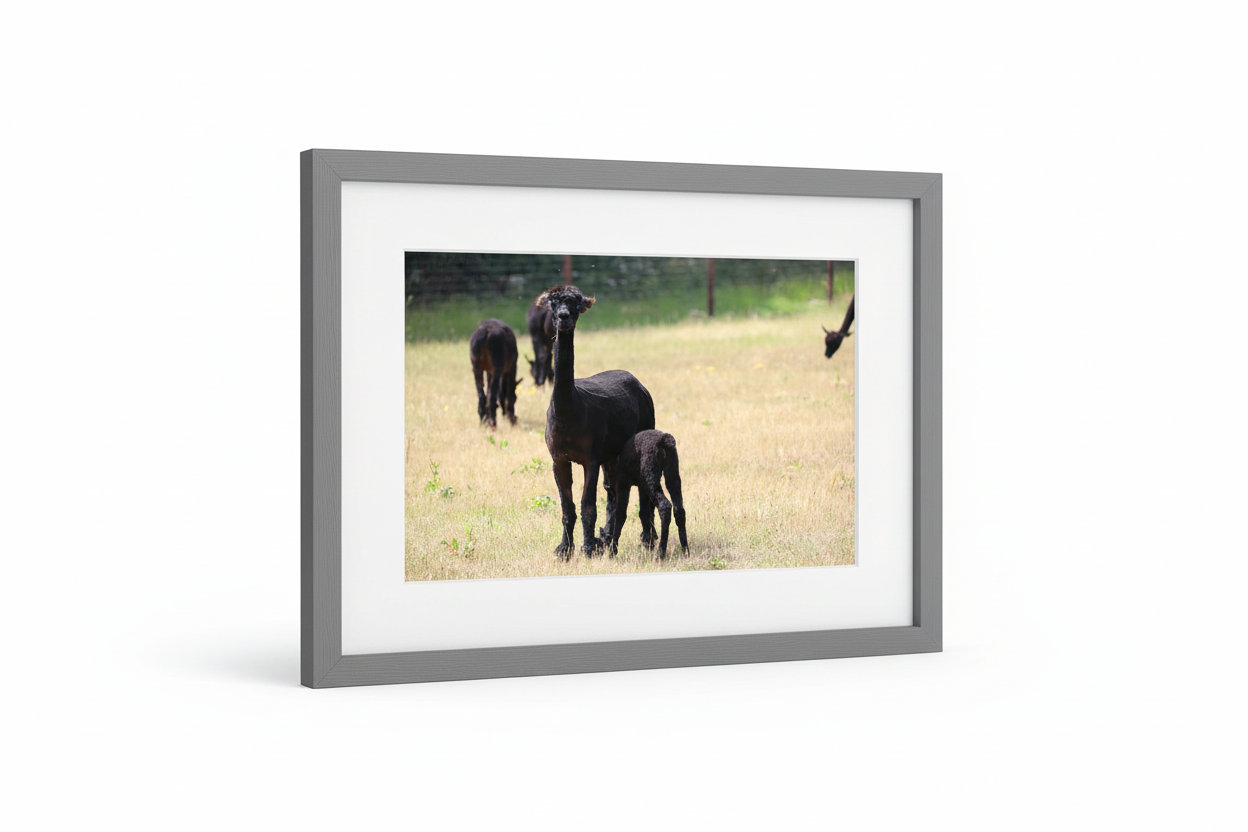 Alpaca with Nursing Baby Framed Print