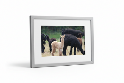 Alpacas at Wolfridge Farm Thornbury South Gloucestershire UK