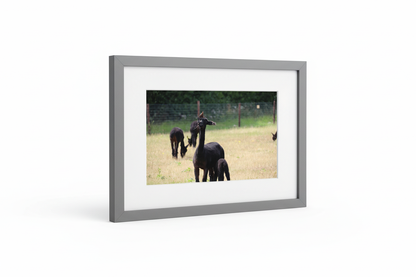Black Alpacas Field Framed Print