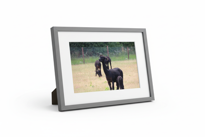 Black Alpacas Grazing Framed Print