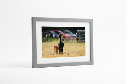 Black and Brown Alpaca Pair Framed Print