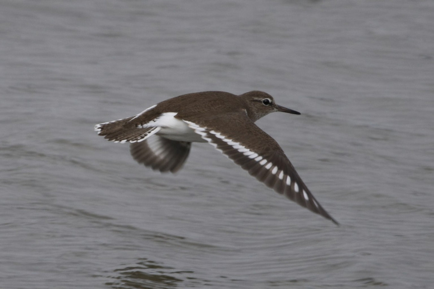 "Common Sandpiper in mid-flight over rippling water at WWT Slimbridge, showing white wingbar and brown plumage against a soft, textured backdrop."