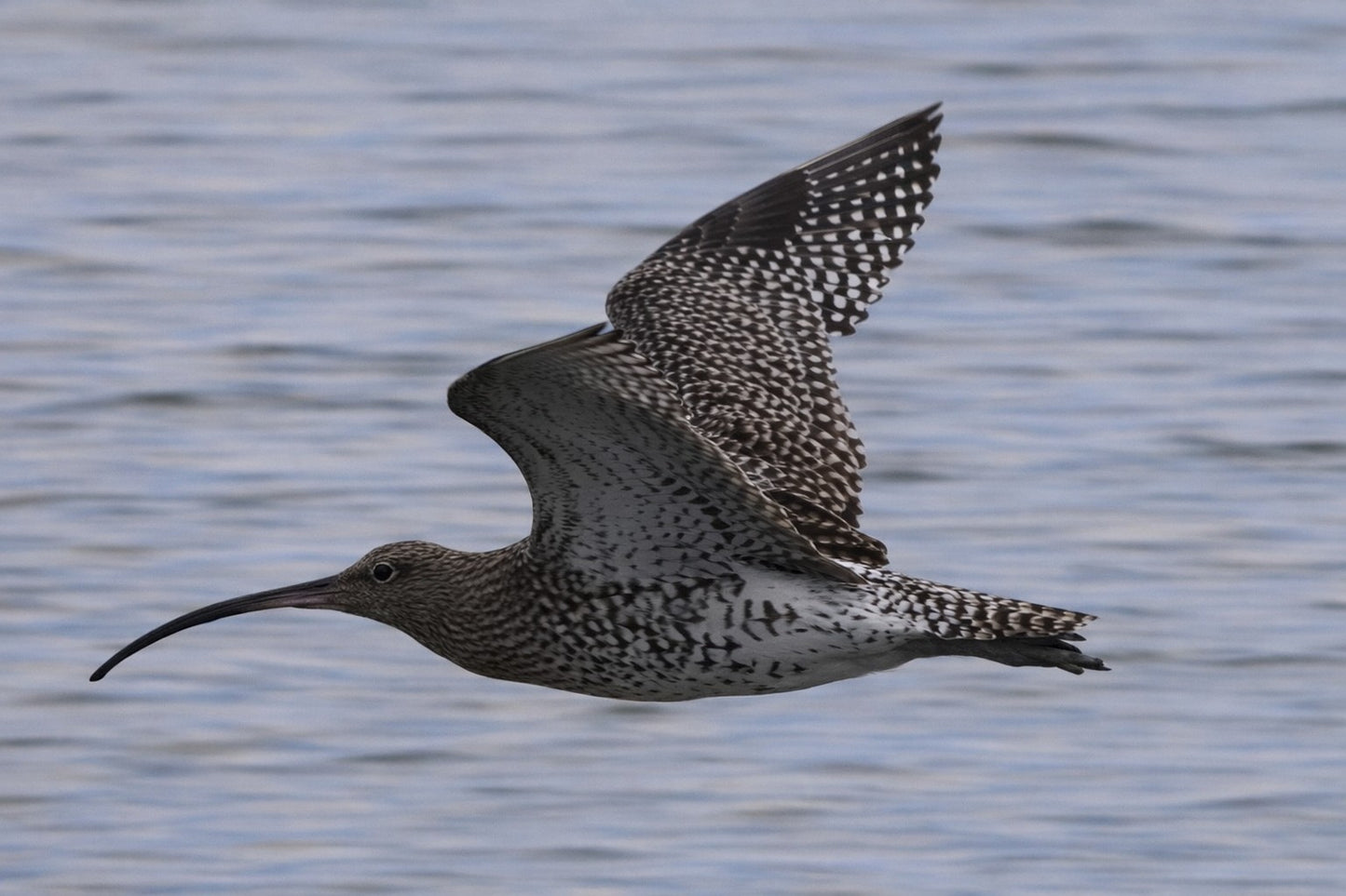 Spotted curlew bird flying low over rippling water surface with wings spread