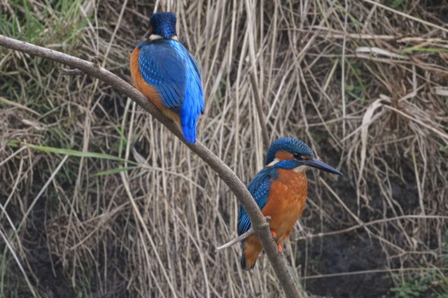 "Two Common Kingfishers perched on a curved branch at WWT Slimbridge, glowing with vivid blue and orange plumage against a softly blurred riverside backdrop."