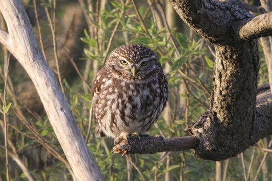 Little owl perched on a branch surrounded by green foliage in natural sunlight