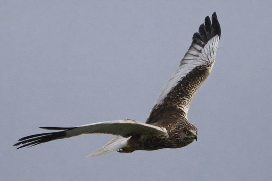 Marsh harrier in flight with spread wings hunting over RSPB Blacktoft Sands wetland reserve East Yorkshire