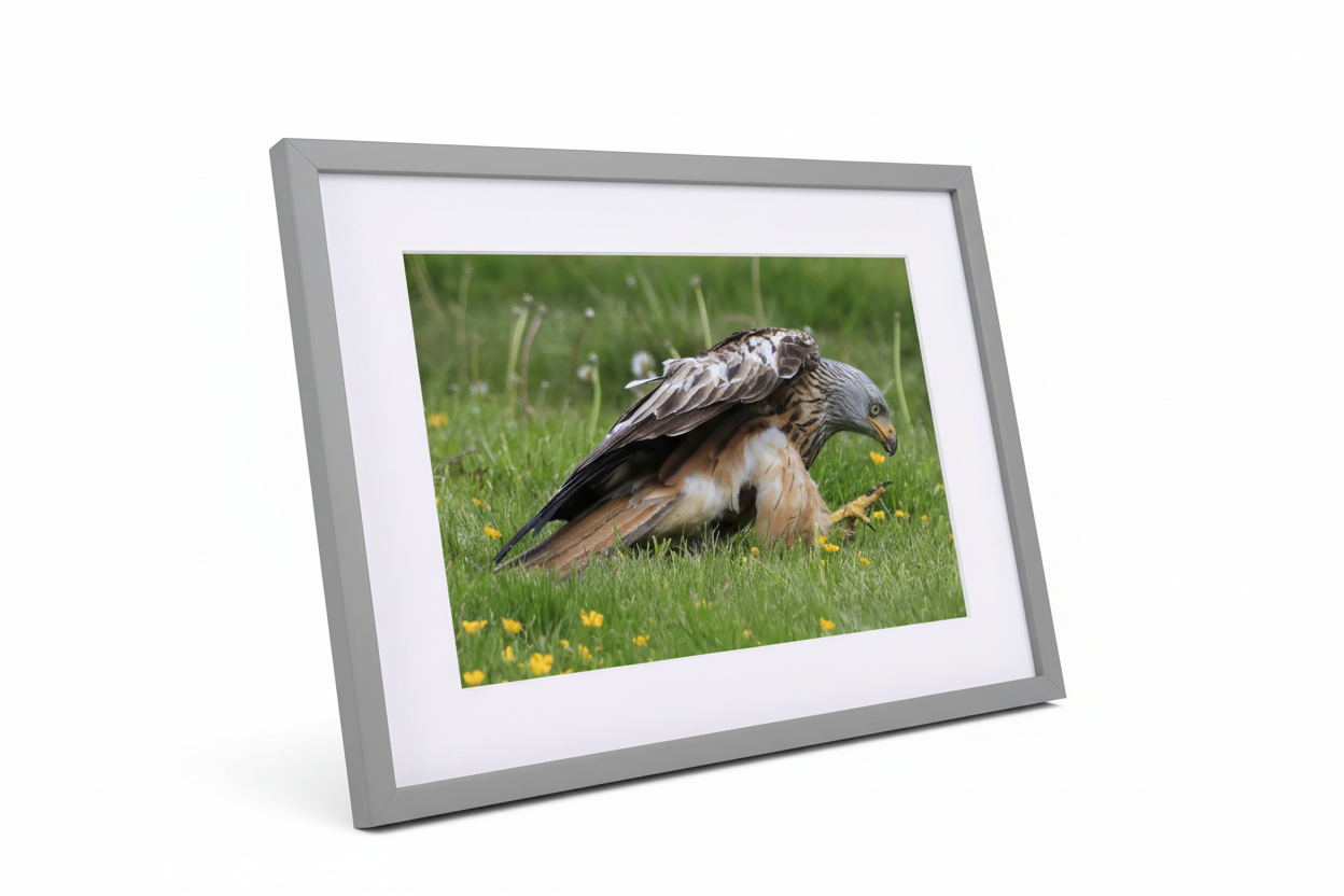 Framed fine art print of a red kite bird in a green field with yellow flowers at Bembridge Photography