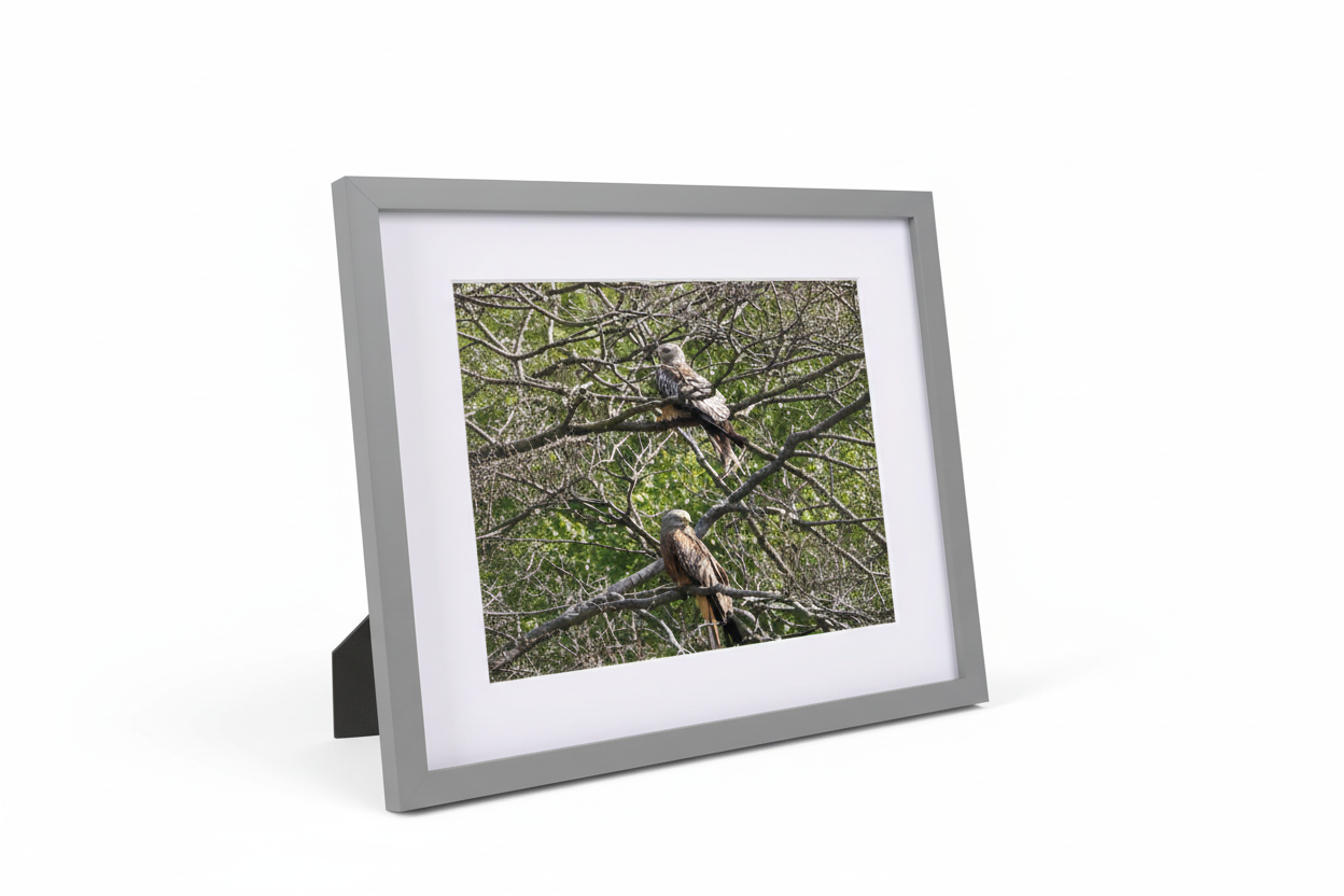 Framed print of two red kite birds perched on tree branches with green foliage background