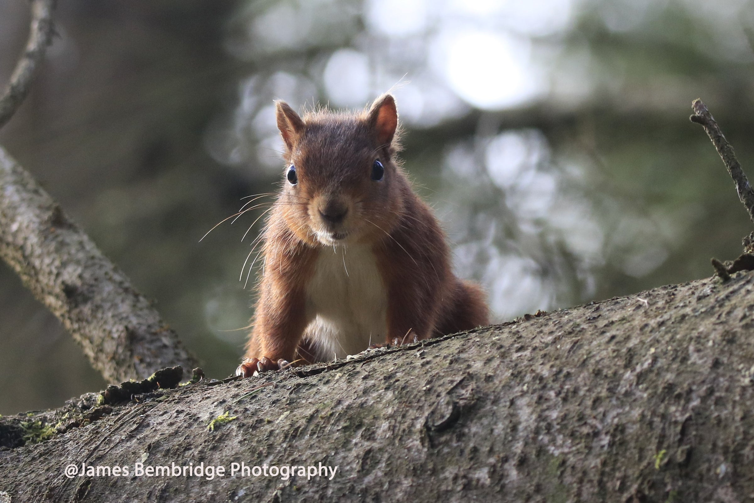 red_squirrel_wooler_common_northumberland_uk