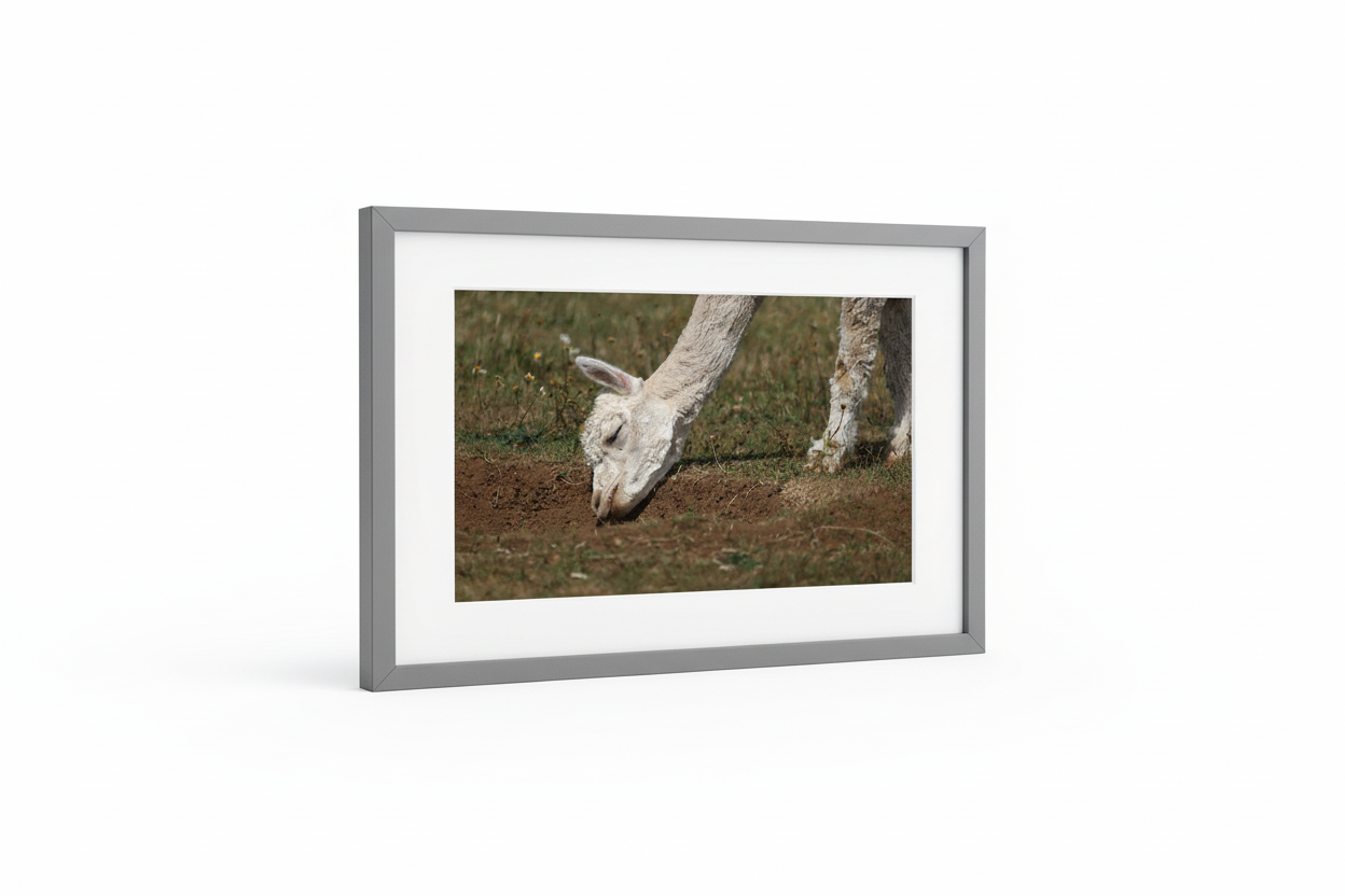 White Alpaca Grazing Framed Print