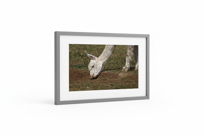 White Alpaca Grazing Framed Print