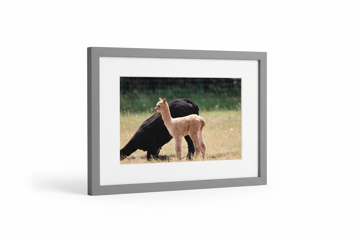 Young Brown Alpaca Framed Print